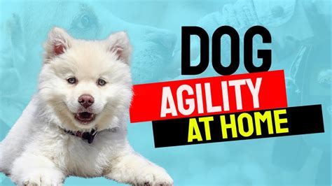 🆕how To Teach Your Dog Agility Training At Home How To Train Your Dog
