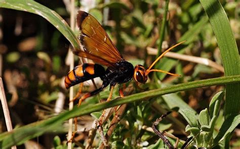 Marabunta is one of the names given to army ants. marabunta - Caribbean Dictionary