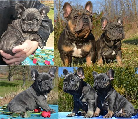 This is the price you can expect to budget for a french bulldog with papers but without breeding rights nor show quality. Shrink-A-Bulls Miniature French Bulldogs Puppies | Bull ...