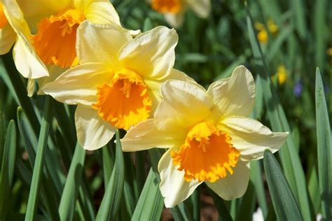 The Top 20 Spring Flowering Bulbs Garden Design