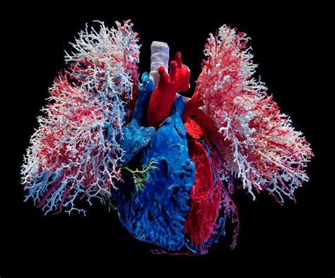 Heart And Lungs Veins And Arteries Amazing Picture Of Body