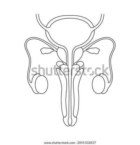 Reproductive System Images Search Images On Everypixel