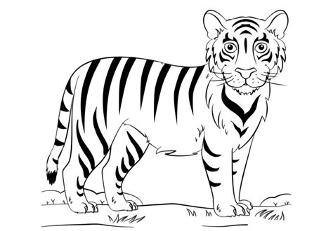 Mewarnai Harimau Lucu - GAMBAR MEWARNAI HD