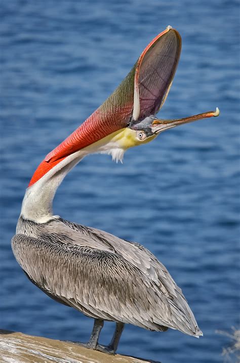 Brown Pelican The Audubon Birds And Climate Change Report