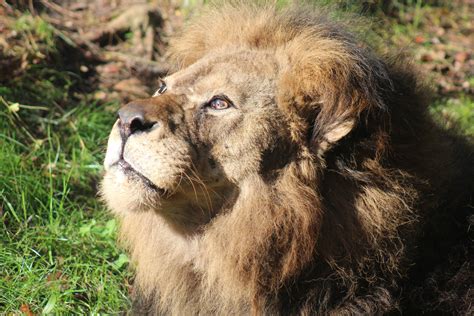 John Ball Zoo Mourns Loss Of Beloved Lion Wktv Journal