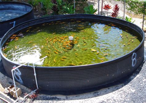 Aquaponic Garden Tips Aquaponics Fish For Getting A