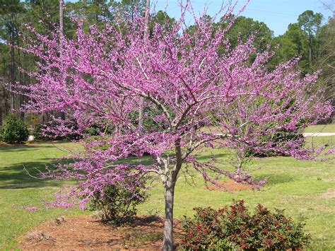 Try one of these slender, unique these trees can add so much to your home, in fact they can even add to the value of your home for the best place for you to find out what kind of landscaping tree you should be using is the internet. Redbud 'Forest Pansy'
