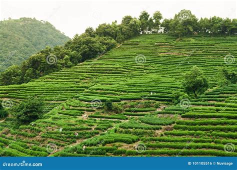 Tea Plantation In Meijiawu Village Hangzhou China Stock Photo Image
