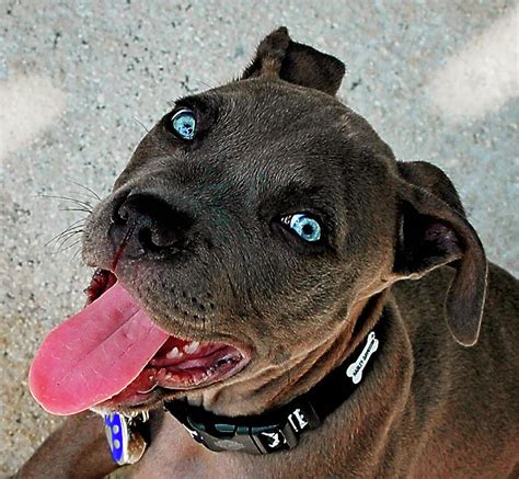 Are Blue Nose Pitbulls Good Dogs