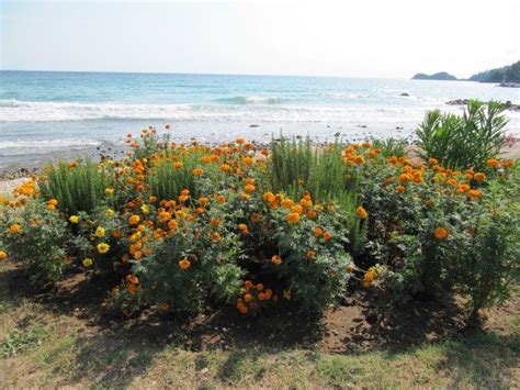 Seaside Plants And Flowers How To Choose A Seaside Plant