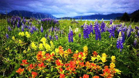 Spring Flowers In The Mountains Hd Wallpaper Background