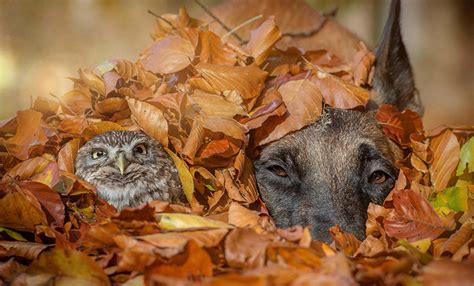 The Unusual Friendship Between Dog And Owl