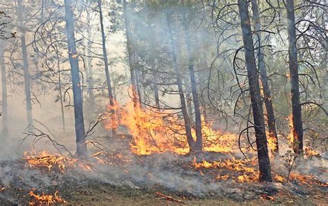 Afectaron 194 Incendios Más De 14 Mil Hectáreas Forestales