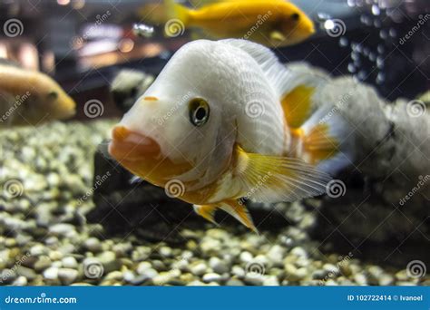 White Cichlid Fish In Aquarium Stock Photo Image Of Background