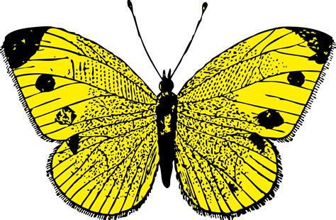 Butterfly Png Image Transparent Image Download Size 1979x1297px