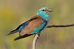 Blauracke Foto & Bild | tiere, wildlife, wild lebende vögel Bilder auf ...