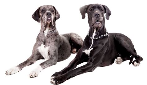 6 Great Dane Facts You Did Not Know About These Gentle Giants
