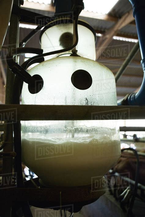 Milk Collecting In Milking Machine Stock Photo Dissolve
