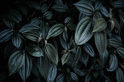 Wallpaper Leaves Plant Branches Dark Hd Widescreen High