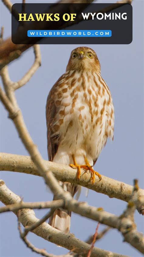 Hawks Of West Virginia West Virginia Wild Birds Species