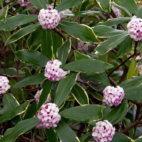 Flowering Shrubs And Bushes For Year Round Color Hgtv Evergreen
