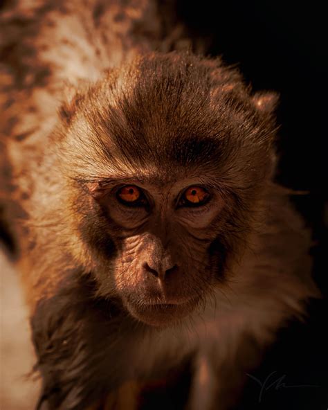 Itap Of An Intense Monkey Stare By Yobelprize Photos