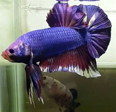 17 Facts About Giant Betta Fish That Will Surprise You