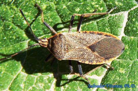 Hemiptera Heteroptera Coreidae Anasa Tristis Squash Bug C Urban