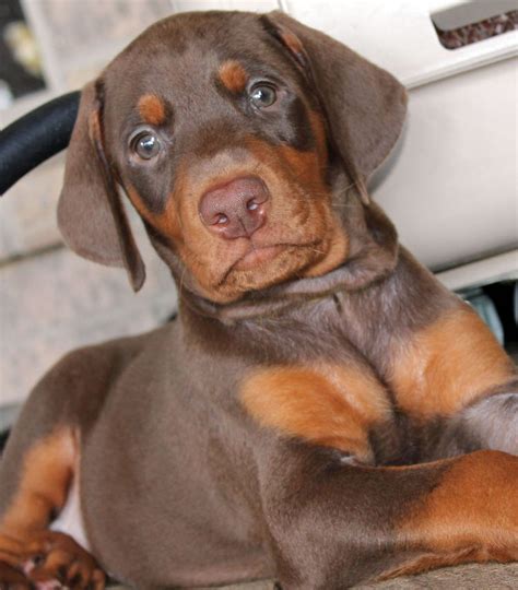 We have over 23 years experience breeding only doberman pinschers. Doberman Pinscher Puppies For Sale | Miami Beach, FL #188431