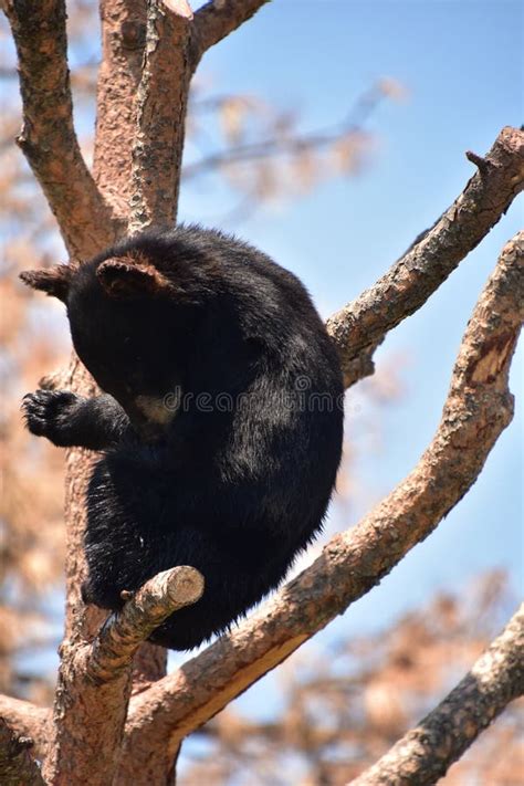 Baby Black Bear Cub Sitting On A Branch In A Tree Stock Image Image
