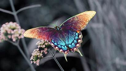 Butterfly Wallpapers Desktop Flowers Wild