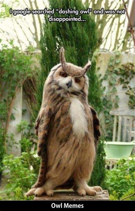 Cool Owl Meme Check Out 10 Other Funny Owl Memes In 2020 Funny Owl Memes Owl Meme Funny