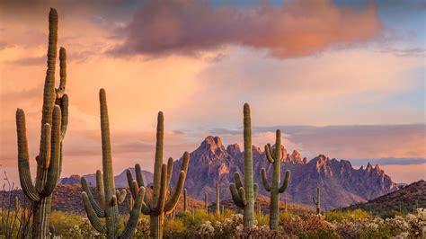 Saguaro Cacti Ironwood National Monument Arizona Bing Gallery