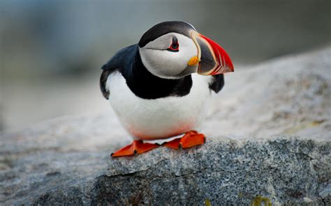 Puffin Bird 4k Wallpapers Hd Wallpapers Id 24713
