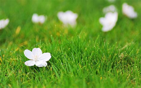 Grass And Flower Wallpaper