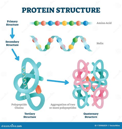 Protein Structure Vector Illustration Labeled Amino Acid Chain