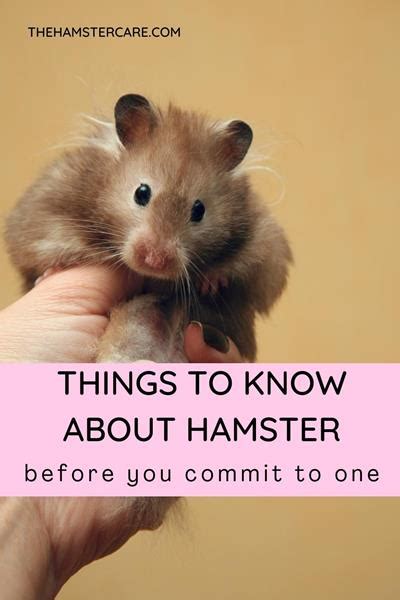 Should I Get A Hamster Is Hamster A Right Pet For You Hamster Pet