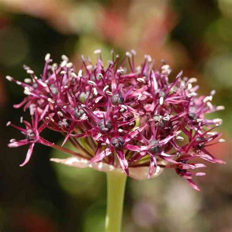 Allium Atropurpureum L Picerie Du Jardin