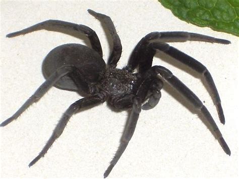 Large Black Spider Kukulcania Arizonica Bugguidenet