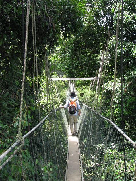 We were within one final hour's stagger of the river bank, at the base of one of taman negara's many animal viewing hides, and guatamalan santiago what a tremendous loss. Taman Negara | Jungle Trekking Canopy Walkway | Wilson Loo ...