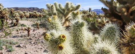 I migliori hotel e alberghi vicino a cholla cactus garden, parco nazionale di joshua tree, ca: Joshua Tree National Park, California - The National Parks ...