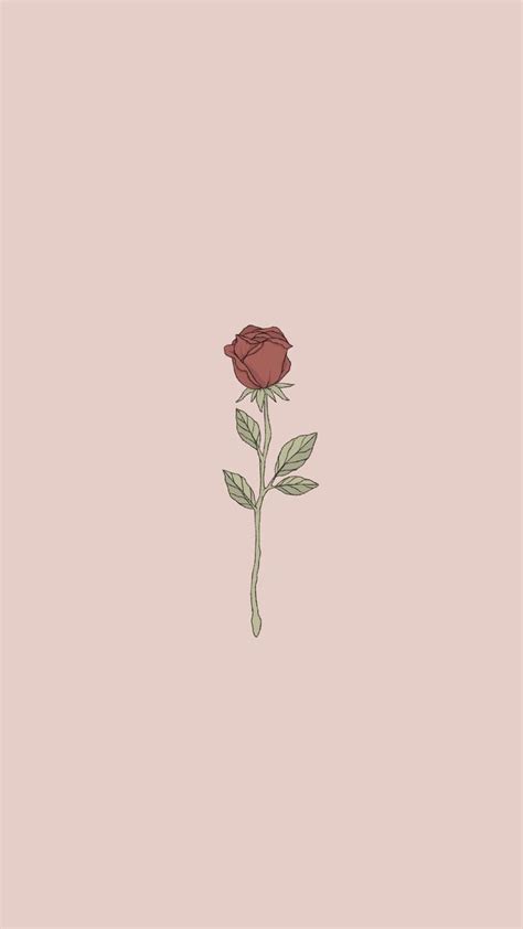 Cute Aesthetic Rose Wallpapers Top Free Cute Aesthetic Rose