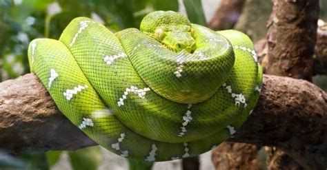 Watch 10 Most Beautiful Snakes In The World