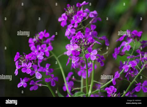 Bright Small Clusters Of Purple And White Flowers On Green Stems In
