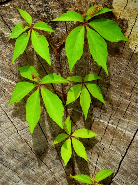 Virginia creeper is a deciduous, woody vine that is native to large areas of eastern north america, growing in u.s. File:Deadwood With Virginia Creeper.jpg - Wikimedia Commons