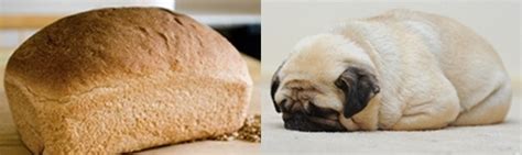 We love puppies especially chubby puppy & wiggles!! 12 Pugs Who Look Like Things
