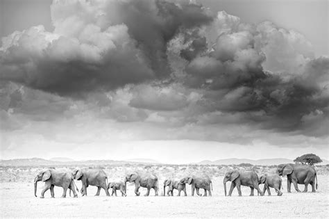 Ross Couper South African Wildlife Photographer | Wildlife, Wildlife prints, African wildlife