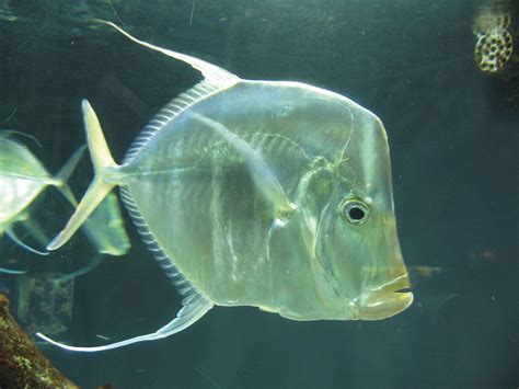 Moonfish Marine Pelagic Tropical Britannica