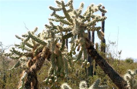 6 Dangerous Plants To Avoid In The Desert