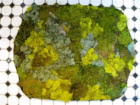 If you are using mobile phone, you could also. Make a Moss Bath Mat | HGTV